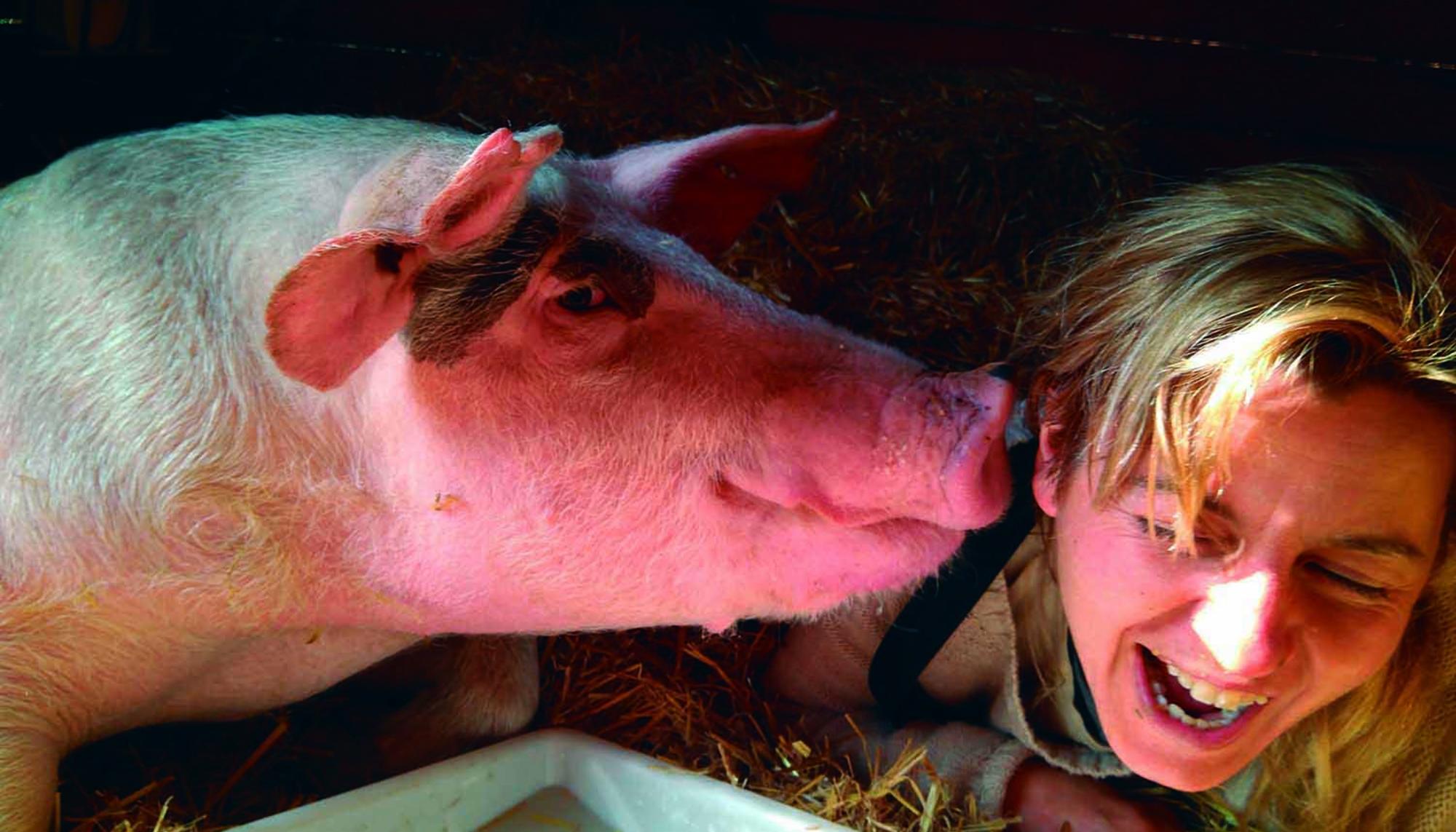 La historia de River, un cerdo refugiado en el Santuario El Hogar